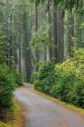 USA, Washington State, Seabeck. Forest and road in Scenic Beach State Park. Art Print